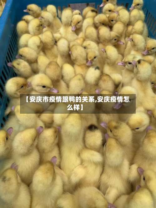 【安庆市疫情跟鸭的关系,安庆疫情怎么样】-第2张图片